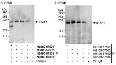 Immunoprecipitation: BTAF1 Antibody [NB100-57502]
