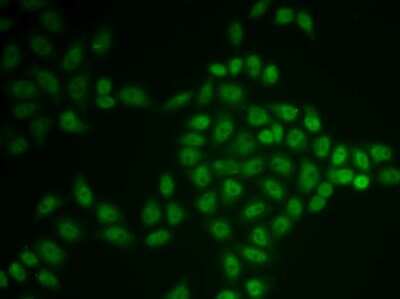 Immunocytochemistry/ Immunofluorescence: BTG1 Antibody - BSA Free [NBP3-04867]