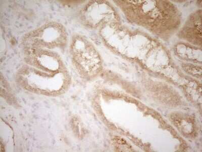 Immunohistochemistry: BTG1 Antibody (OTI7H6) - Azide and BSA Free [NBP2-70286]