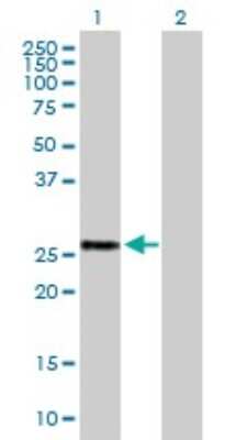 Western Blot: BTG4 Antibody [H00054766-B01P]
