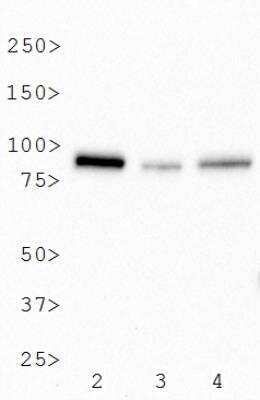Western Blot: BTK Antibody (7F12H4)BSA Free [NB110-87047]