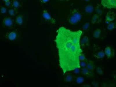 Immunocytochemistry/ Immunofluorescence: BTN1A1/Butyrophilin Antibody (OTI7B5) [NBP2-02864]