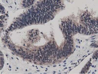 Immunohistochemistry-Paraffin: BTN1A1/Butyrophilin Antibody (OTI7B5) [NBP2-02864]