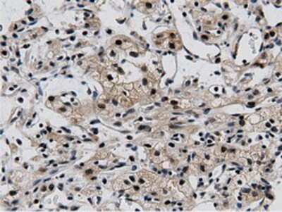 Immunohistochemistry-Paraffin: BTN1A1/Butyrophilin Antibody (OTI7B5) [NBP2-02864]
