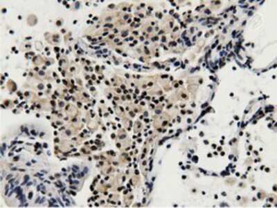 Immunohistochemistry-Paraffin: BTN1A1/Butyrophilin Antibody (OTI7B5) [NBP2-02864]