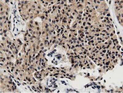 Immunohistochemistry-Paraffin: BTN1A1/Butyrophilin Antibody (OTI7B5) [NBP2-02864]