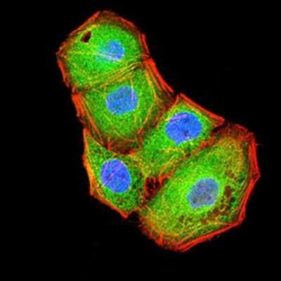 Immunocytochemistry/ Immunofluorescence: BTN2A2/Butyrophilin 2 Antibody (4B11C8) - BSA Free [NBP2-61718]