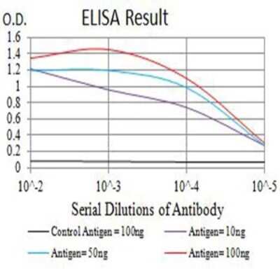 ELISA: BTN2A2/Butyrophilin 2 Antibody (6C7D2) - BSA Free [NBP2-61717]