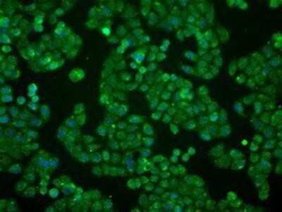 Immunocytochemistry/ Immunofluorescence: BTN3A2 Antibody (OTI1A6) [NBP2-02151]