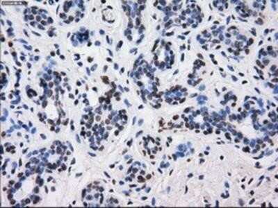Immunohistochemistry-Paraffin: BTN3A2 Antibody (OTI1A6) [NBP2-02151]