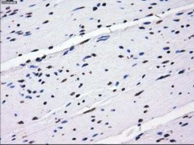Immunohistochemistry-Paraffin: BTN3A2 Antibody (OTI1A6) [NBP2-02151]