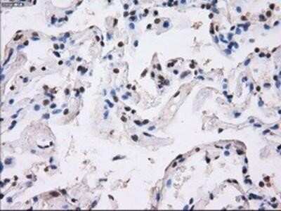 Immunohistochemistry-Paraffin: BTN3A2 Antibody (OTI1A6) [NBP2-02151]