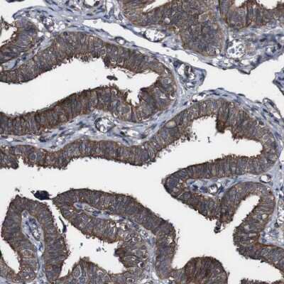 Immunohistochemistry-Paraffin: BTN3A3 Antibody [NBP1-88510]