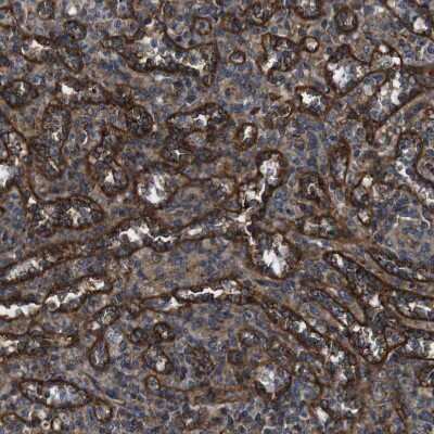 Immunohistochemistry-Paraffin: BTN3A3 Antibody [NBP1-88510]