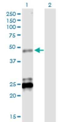 Western Blot: BTNL3 Antibody [H00010917-B01P]