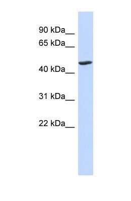 Western Blot: BTNL3 Antibody [NBP1-69346]