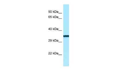 Western Blot: BTNL9 Antibody [NBP2-83955]