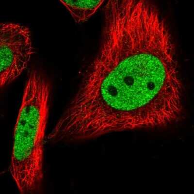 Immunocytochemistry/ Immunofluorescence: BUD13 Antibody [NBP1-81863]