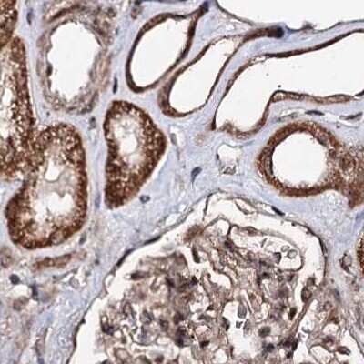 Immunohistochemistry-Paraffin: BUD13 Antibody [NBP2-38407]