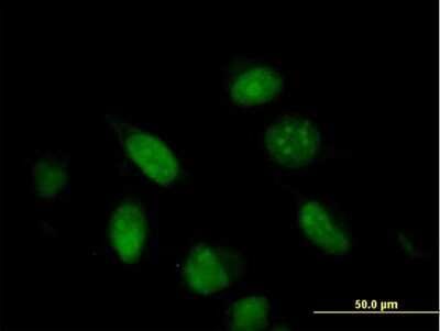 Immunocytochemistry/ Immunofluorescence: BUD31 Antibody [H00008896-B02P]
