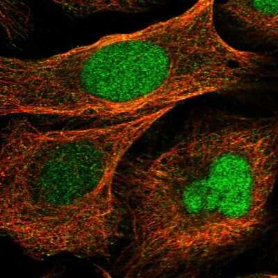 Immunocytochemistry/ Immunofluorescence: BUD31 Antibody [NBP1-84010]