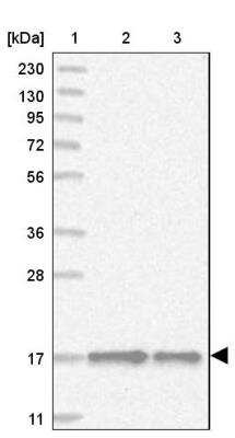 Western Blot: BUD31 Antibody [NBP1-84010]