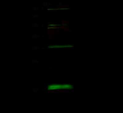 Western Blot: BUD31 Antibody [NBP2-99132]