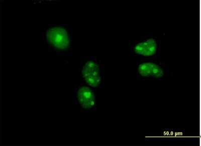 Immunocytochemistry/ Immunofluorescence: BYSL Antibody [H00000705-B01P]