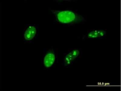 Immunocytochemistry/ Immunofluorescence: BYSL Antibody [H00000705-B02P]