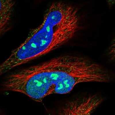 Immunocytochemistry/ Immunofluorescence: BYSL Antibody [NBP1-89500]