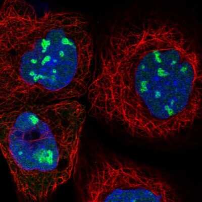 Immunocytochemistry/ Immunofluorescence: BYSL Antibody [NBP1-89501]
