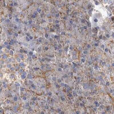 Immunohistochemistry-Paraffin: BZRAP1 Antibody [NBP1-93626]