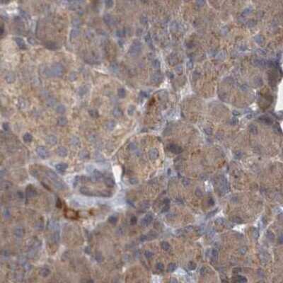 Immunohistochemistry-Paraffin: BZRAP1 Antibody [NBP1-93627]