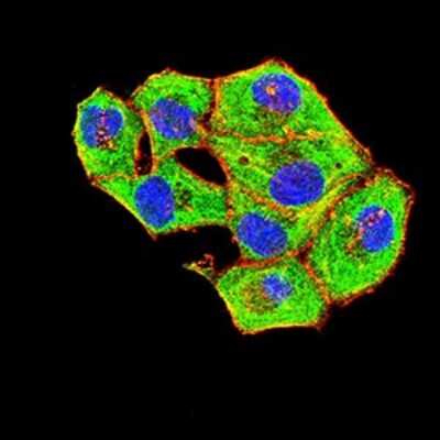 Immunocytochemistry/ Immunofluorescence: Bag-1 Antibody (1E4B5) - BSA Free [NBP2-61698]