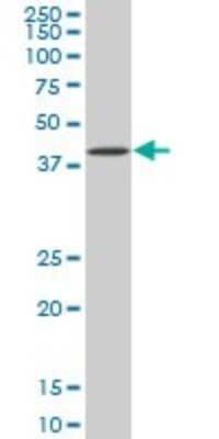 Western Blot: Bag-1 Antibody (2D3) [H00000573-M02]