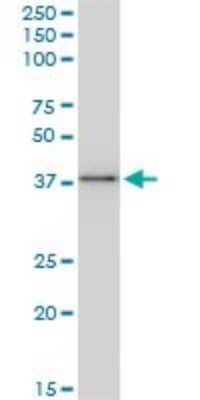 Western Blot: Bag-1 Antibody (2D3) [H00000573-M02]