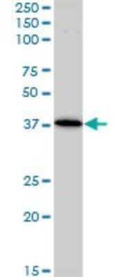 Western Blot: Bag-1 Antibody (2D3) [H00000573-M02]