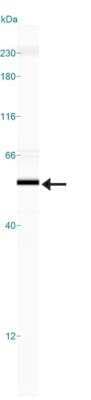 Simple Western: Bag-1 Antibody [NB100-56086]