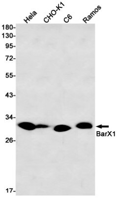 Western Blot: BarX1 Antibody (S01-3A3) [NBP3-19835]