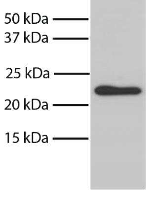 Western Blot: Bax Antibody (6A7) [NBP1-28566]