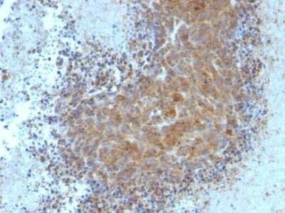 Immunohistochemistry-Paraffin: Bax Antibody (BAX/962) - Azide and BSA Free [NBP2-47815]