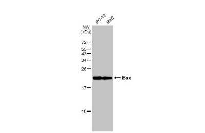 Western Blot: Bax Antibody (HL236) [NBP3-13676]