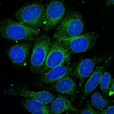 Immunocytochemistry/ Immunofluorescence: Bax Antibody [NBP2-67285]
