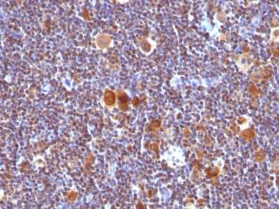 Immunohistochemistry-Paraffin: Bax Antibody (SPM336) [NBP2-32809]