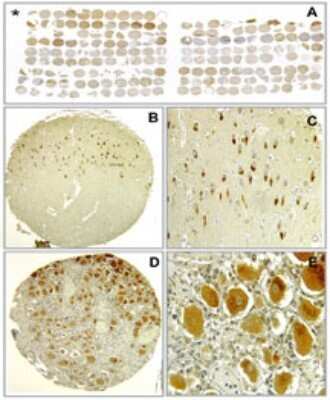 Immunohistochemistry: Bax inhibitor 1 Antibody (20F565) - Azide and BSA Free [NBP2-80591]