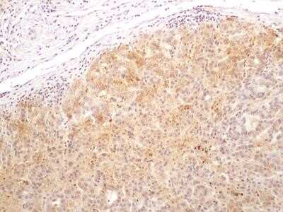 Immunohistochemistry-Paraffin: Bax inhibitor 1 Antibody (20F565) - Azide and BSA Free [NBP2-80591]