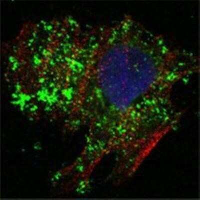 Immunocytochemistry/ Immunofluorescence: Bcl-10 Antibody (4F8) - BSA Free [NBP1-51524]