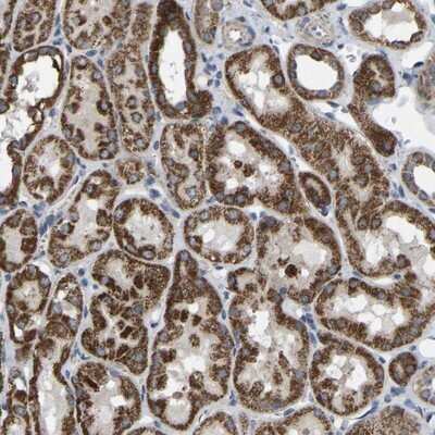 Immunohistochemistry-Paraffin: Bcl-10 Antibody [NBP1-85697]