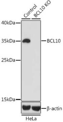 Knockout Validated: Bcl-10 Antibody - BSA Free [NBP2-92938]