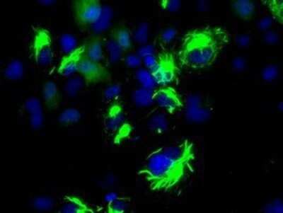 Immunocytochemistry/ Immunofluorescence: Bcl-10 Antibody (OTI4A8) - Azide and BSA Free [NBP2-71398]